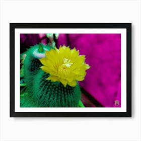 Cactus Flower 202306261809181rt1pub Art Print