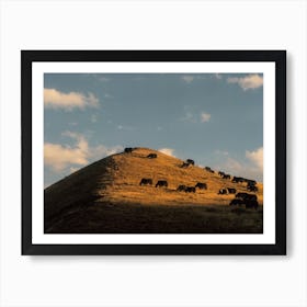 Cattles On Tibetan Field In Sunset Art Print