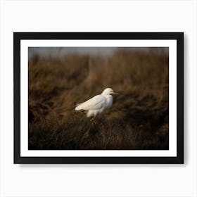 Snowy Egret No 1 Art Print