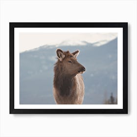 Elk Looking To The Right Art Print