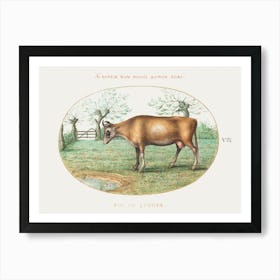 Cow (1575–1580), Joris Hoefnagel Art Print