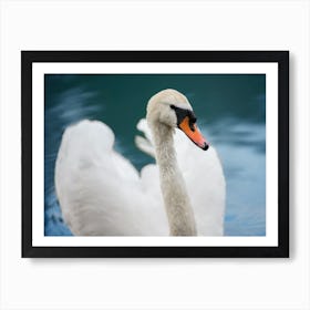 Swan In Water 4 Art Print