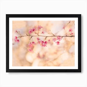 Pink Cherry Blossoms Art Print