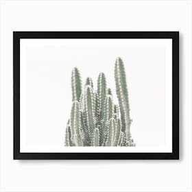 Group Of Cactus Art Print