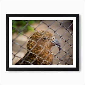 Bird In Cage Art Print