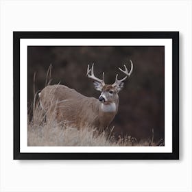 Rustic Wildlife Deer Art Print