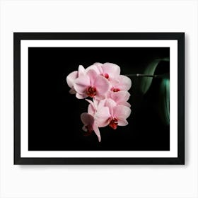 Blooming Pink Orchid // Nature Photography Art Print