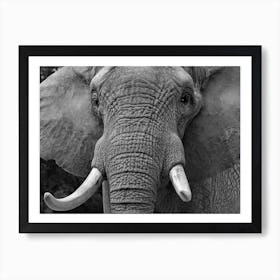 Elephants Head Art Print