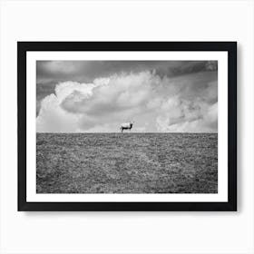 Lonely Sheep On The Hill // Nature Photography Art Print