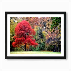 Red Tree Art Print