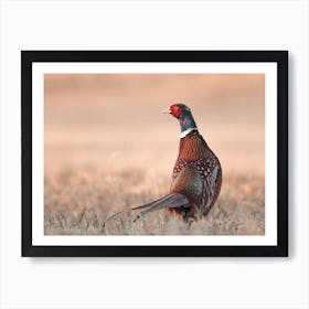 Pheasant In Field Art Print