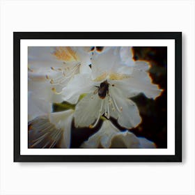 Bee On A Flower Art Print