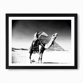 Egyptian Camel Art Print