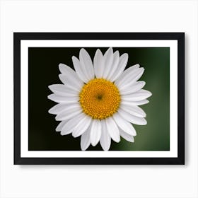 White daisy in spotlights | Nature Photography | Minimal Art Art Print