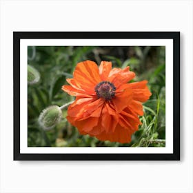 Poppy blossom in the meadow Art Print