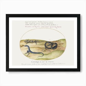 Snake, Salamander, And Snakelike Creature With Two Legs (1575–1580), Joris Hoefnagel Art Print