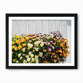 Pansies in front of a white wooden façade Art Print