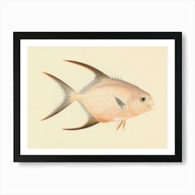 Unidentified Fish, Luigi Balugani 3 Art Print