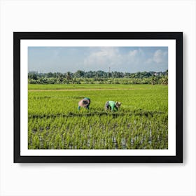Rice Field Art Print