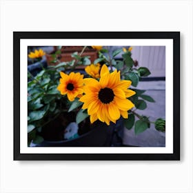 Sunflowers (2) Art Print