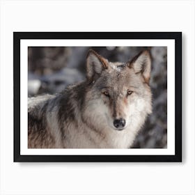 Winter Wolf Profile Art Print