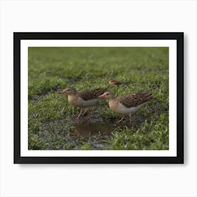 Sandhill Cranes 1 Art Print