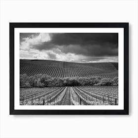 Carneros Valley Art Print