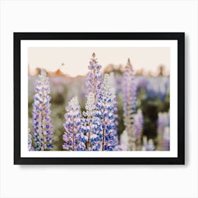 Mountain Lupine Flowers Art Print