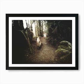 California Redwoods - Mountain Forest Hike Art Print