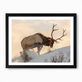 Bull Elk In The Snow Art Print