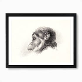 Monkey Head (1878–1890), Theo Van Hoytema Art Print