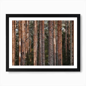 Thin Forest Trees Art Print