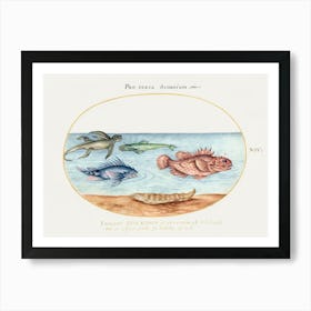 Sea Ape, Two Scorpion Fish And Two Other Fish (1575–1580), Joris Hoefnagel Art Print
