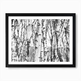 Birch Trees In Winter Art Print