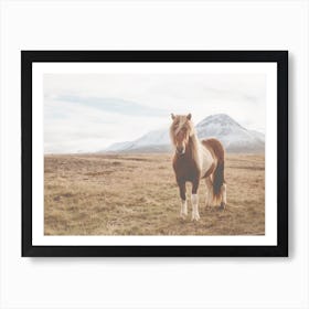 Iceland Horse Art Print