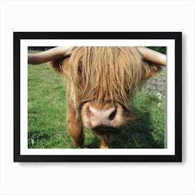 Highland Cow Field Scotland  Art Print