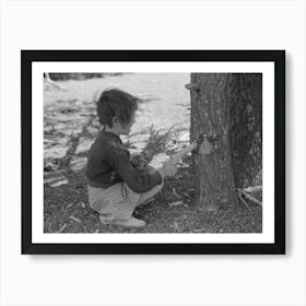 Untitled Photo, Possibly Related To Josie Caudill Getting Resin From Pinon Tree For Chewing Gum Art Print