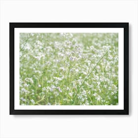 Botanical wild white radish flowers in a field art print - summer nature and travel photography by Christa Stroo Art Print