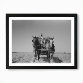 Untitled Photo, Possibly Related To Latest Method Of Transporting Rice From The Field To Thresher, Near Crowley Art Print