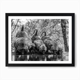 Baboons Drinking Water Art Print