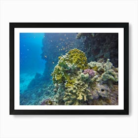 Coral Reef In The Red Sea Art Print