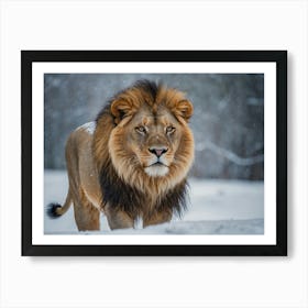 Lion In The Snow Art Print