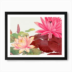 Chinese Water Lilies Art Print