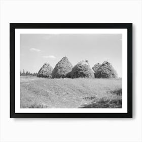 Method Of Stacking Hay, Northcentral Minnesota By Russell Lee Art Print