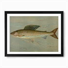 Vintage Sturgeon Art Print