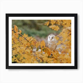 Barn Owl In Tree Art Print