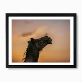 Camel with a beautiful sky 1 - Al Wathba Abu Dhabi UAE photo print - moody animal photography art Art Print Art Print