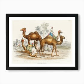 Bactrian Camel, Arabian Camel Or Dromedary, Dromedaries Caparisoned, And Post Camel Of India, Oliver Goldsmith Art Print
