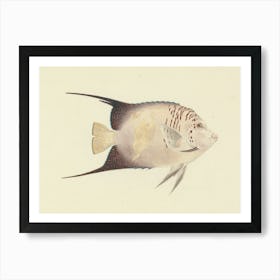 Unidentified Fish, Luigi Balugani (3) 1 Art Print