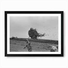 Untitled Photo, Possibly Related To Farmer Pitching Pea Vines Atop Truck, On Farm Near Sun Prairie, Wisconsin By Art Print